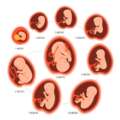 Pregnancy, Fetal Development, First trimester, Pregnancy months, Second trimester, Third trimester