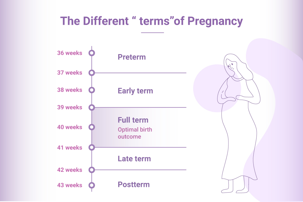 Pregnancy, full-term pregnancy, trimester