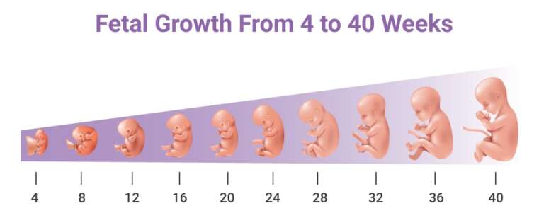 Full Term Pregnancy Explained - Lilac Blog